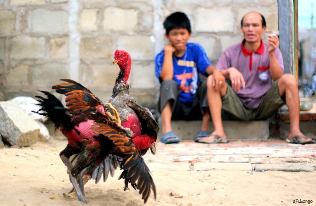 Liên kết đến trang chủ Cm88 Cockfighting mới nhất - Cm88
