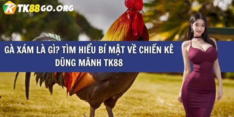 Hiện tại Lv88 hỗ trợ bao nhiêu ngôn ngữ? - Lv88